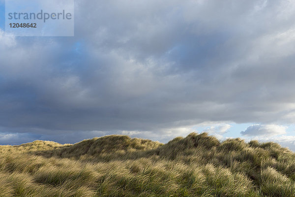 Dünengras im Wind am Strand an einem bewölkten Tag in Bamburgh in Northumberland  England  Vereinigtes Königreich