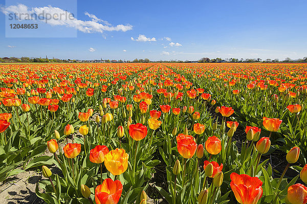Blick über Tulpenfelder im Frühling  Hillegom  Südholland  Niederlande