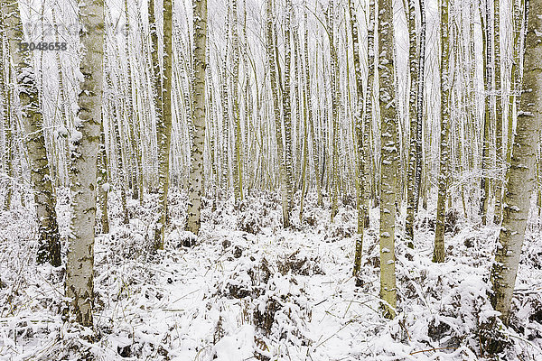 Birkenwald im Winter  Hessen  Deutschland