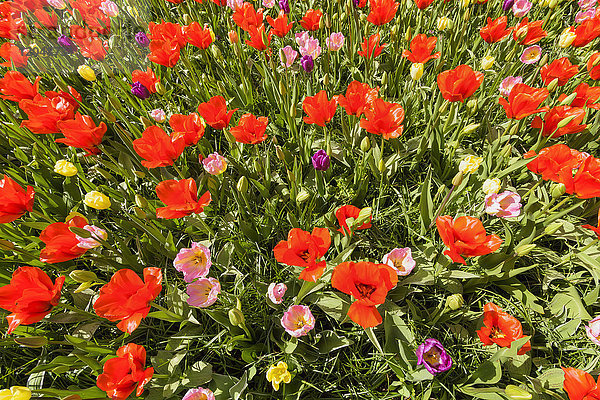 Bunte Tulpenmischung im Frühling in den Keukenhof-Gärten in Lisse  Südholland in den Niederlanden