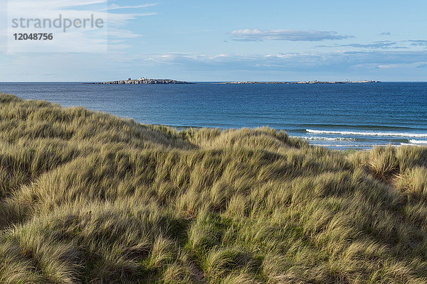 Grasbewachsene Sanddünen entlang der Küste bei Seahouses  Inner Farne Island und Leuchtturm an der Nordsee in Northumberland  England