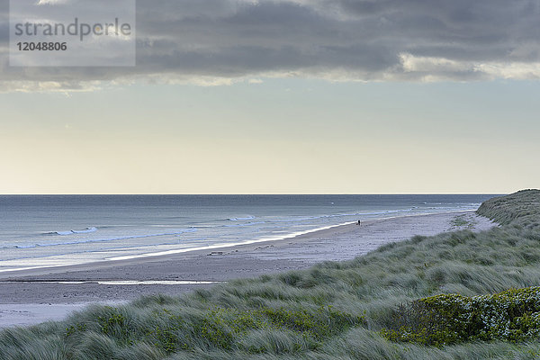 Dünengras und Strand an der Küste von Bamburgh und der Nordsee im Morgenlicht in Northumberland  England  Vereinigtes Königreich