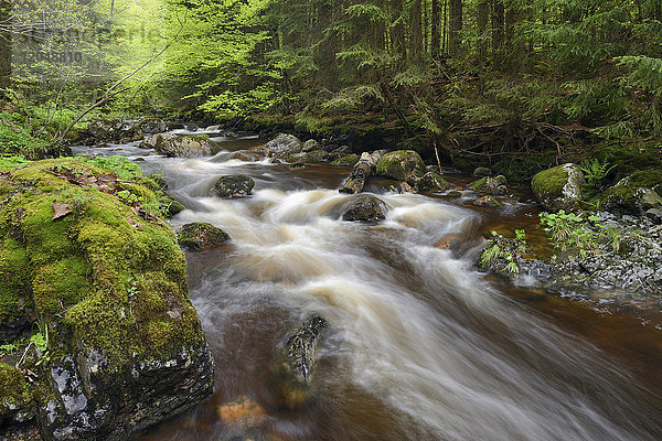 Der Bach Kalte Bode fließt durch einen Wald im Elendstal bei Schierke im Harz  Deutschland