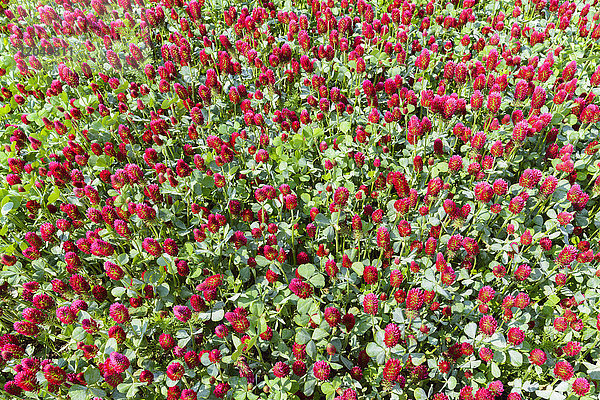 Karmesinklee (Trifolium incarnatum) auf einem Feld im Burgenland  Österreich