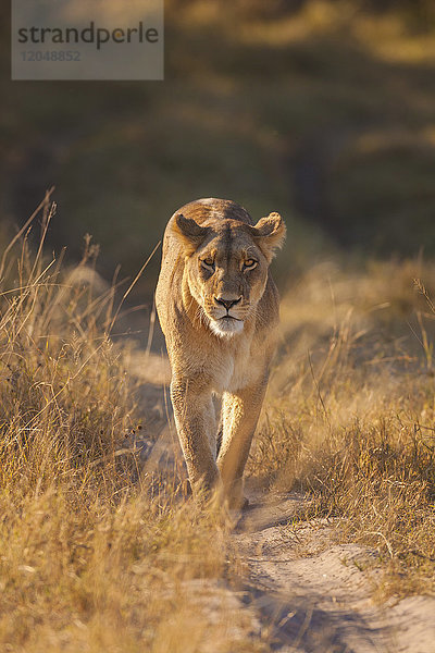 Afrikanische Löwin (Panthera leo) beim Spaziergang durch das Grasland im Okavango-Delta in Botswana  Afrika