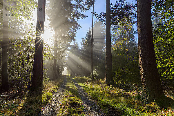 Waldweg mit Morgennebel und Sonnenstrahlen im Odenwald in Hessen  Deutschland