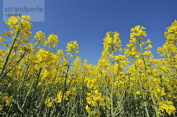Niedriger Winkel von Canoola (Brassica napus) Blumen im Feld gegen einen klaren blauen Himmel in Bayern  Deutschland