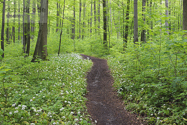 Wanderweg durch einen Frühlingsbuchenwald mit Bärlauch (Allium ursinum) und üppigem Laub im Nationalpark Hainich  Thüringen  Deutschland