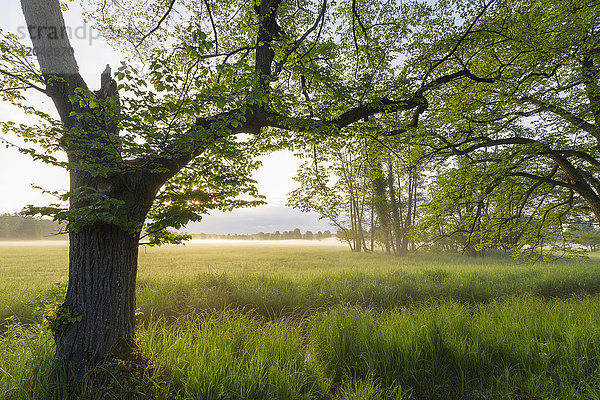 Frühlingshafte Landschaft mit Bäumen und grasbewachsenen Feuchtgebieten im Morgennebel in Hessen  Deutschland