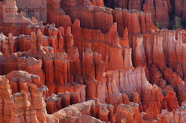 Hoodoos der Claron-Formation bei Sonnenaufgang im Bryce Canyon National Park  Utah  USA