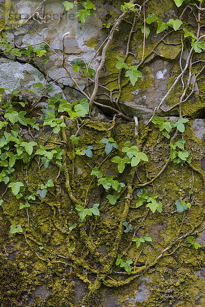 Wurzeln und frische Efeublätter an einer moosbewachsenen Steinmauer auf der Isle of Skye in Schottland  Vereinigtes Königreich