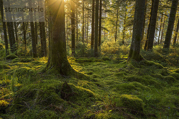 Moosbewachsener Boden und Baumstämme in einem Nadelwald bei Sonnenuntergang am Loch Awe in Argyll und Bute  Schottland