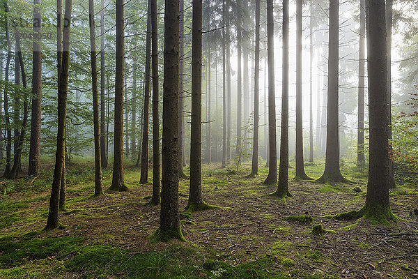 Die Sonne scheint durch den morgendlichen Dunst in einem Nadelwald im hessischen Odenwald  Deutschland