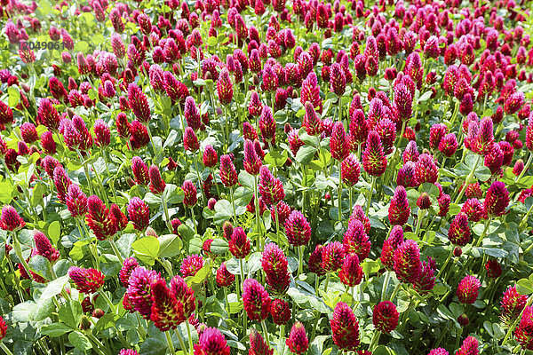 Nahaufnahme von Karmesinklee (Trifolium incarnatum) auf einem Feld im Burgenland  Österreich