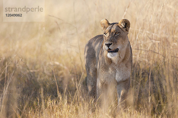 Afrikanische Löwin (Panthera leo) beim Spaziergang durch das Gras im Okavango-Delta in Botsuana  Afrika