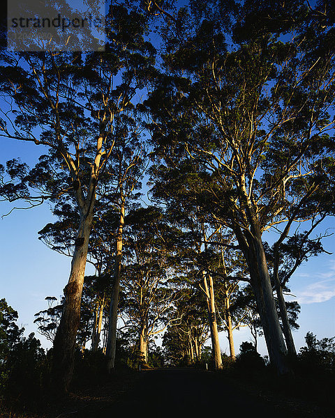 Tingle Trees  Westaustralien  Australien