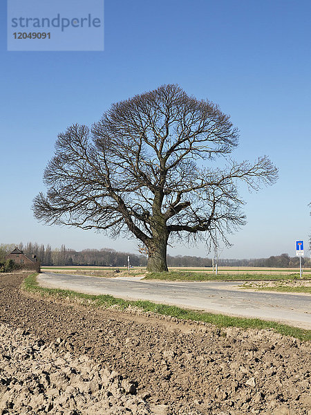 Kahler Baum an Landstraße  Nordrhein-Westfalen  Deutschland