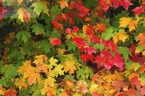 Nahaufnahme des bunten Herbstlaubs eines Ahornbaums in Ontario  Kanada