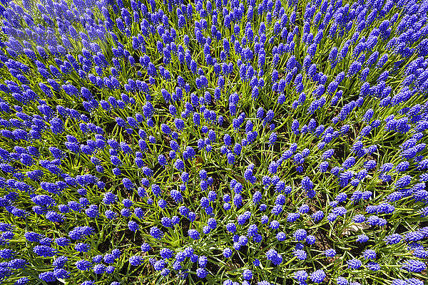 Blaue Traubenhyazinthe in den Keukenhof-Gärten an einem sonnigen Tag in Lisse  Südholland in den Niederlanden