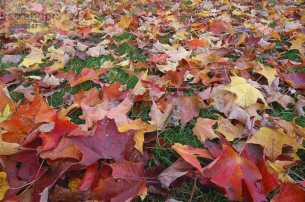 Nahaufnahme von Ahorn (Acer) Blättern auf dem Boden im Herbst in New Hampshire  New England  USA