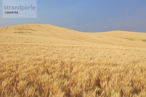 Goldenes  reifes Weizenfeld in der Palouse-Region in der Nähe von Colfax in Whitman County  Washington State  USA  bereit zur Ernte