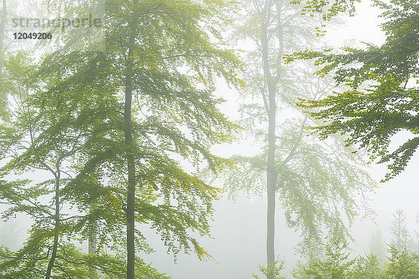 Nahaufnahme von Buchen in einem Wald an einem nebligen Morgen im Naturpark Spessart in Bayern  Deutschland