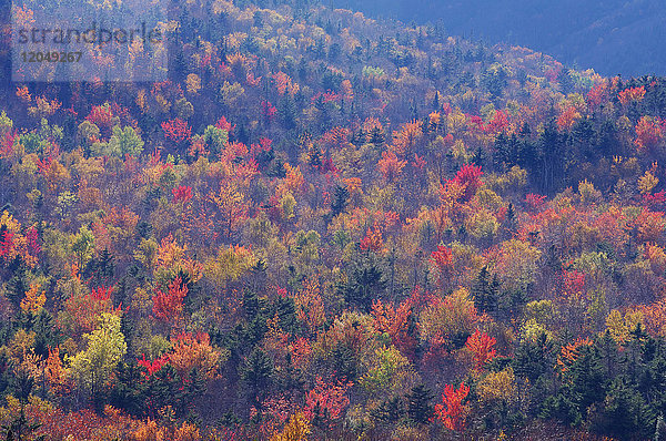 Überblick über den Wald mit Herbstlaub an einem sonnigen Tag im White Mountains National Forest in New Hampshire  New England  USA