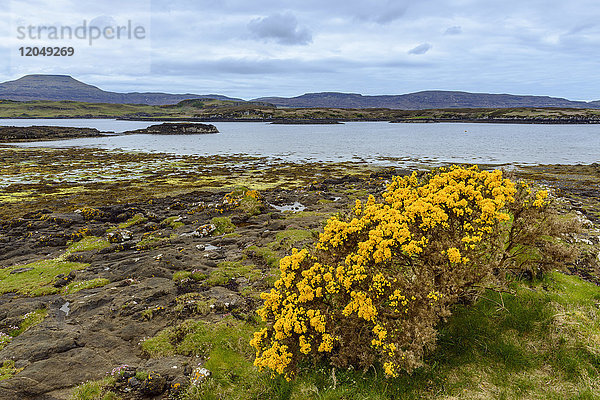 Meeresbucht bei Ebbe mit Ginsterbüschen im Frühjahr im Dorf Dunvegan auf der Isle of Skye in Schottland  Vereinigtes Königreich