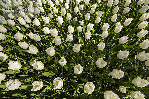 Weiße Tulpen im Frühling in den Keukenhof-Gärten in Lisse  Südholland in den Niederlanden