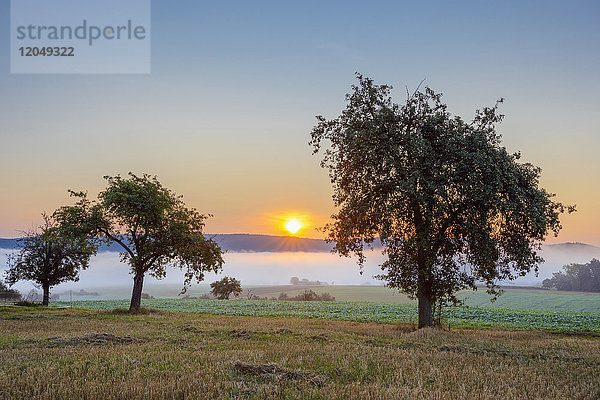 Landschaft mit Morgennebel über Feldern mit Apfelbäumen bei Sonnenaufgang in Großheubach in Bayern  Deutschland