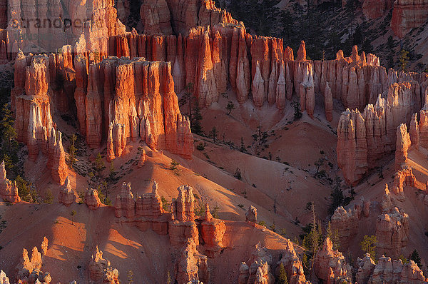 Überblick über die Hoodoos der Claron-Formation bei Sonnenaufgang im Bryce Canyon National Park  Utah  USA