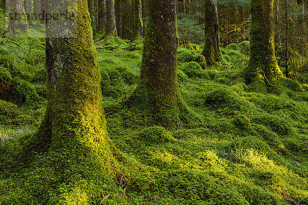 Stark bemooste Baumstämme und Waldboden in einem Nadelwald am Loch Awe in Argyll und Bute in Schottland