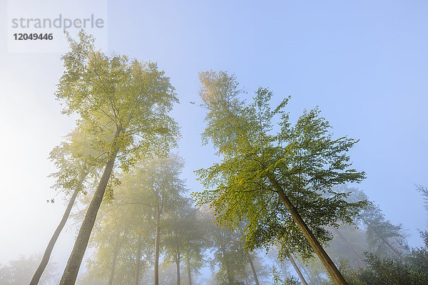 Blick auf die Baumkronen im herbstlichen Wald mit Morgennebel im Odenwald in Hessen  Deutschland