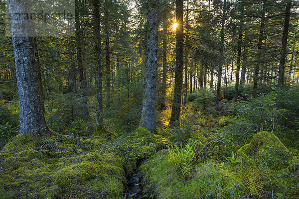 Die Sonne scheint durch einen moosbewachsenen Nadelwald bei Sonnenuntergang am Loch Awe in Argyll und Bute  Schottland