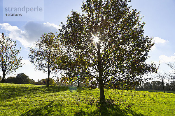 Sonne durch das Laub eines Baumes auf einem Golfplatz  Hosel  Nordrhein-Westfalen  Deutschland