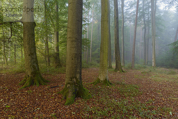 Wald mit Morgennebel im Odenwald in Hessen  Deutschland