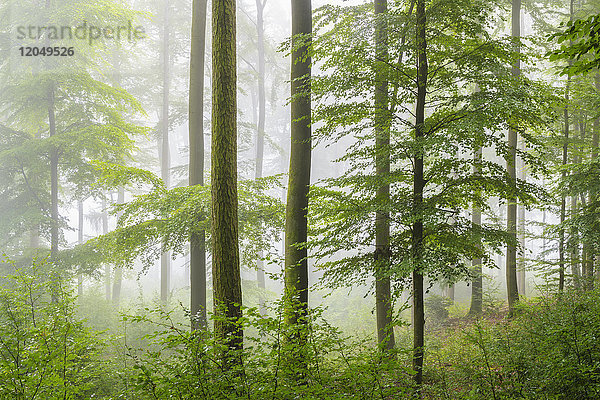 Nahaufnahme von Buchen und Unterholz in einem Wald an einem nebligen Morgen  Naturpark im Spessart  Bayern  Deutschland