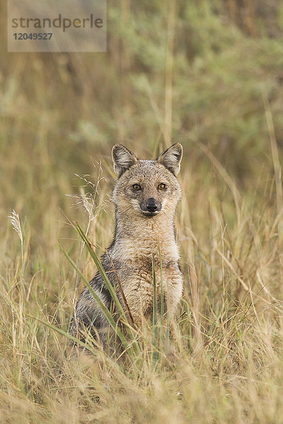 Porträt eines Schabrackenschakals (Canis adustus) im Okavango-Delta in Botsuana  Afrika