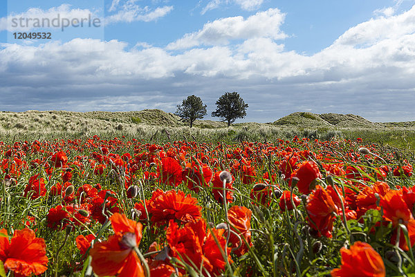 Feld mit roten Mohnblumen und grasbewachsenen Sanddünen im Hintergrund am Strand von Bamburgh  Northumberland  England  Vereinigtes Königreich