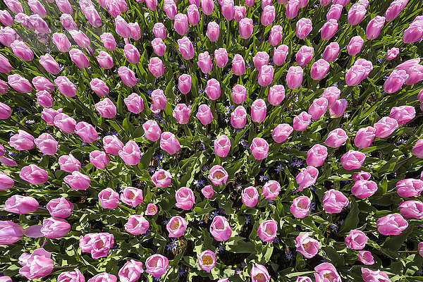 Leuchtend rosa Tulpen im Frühling in den Keukenhof-Gärten in Lisse  Südholland in den Niederlanden