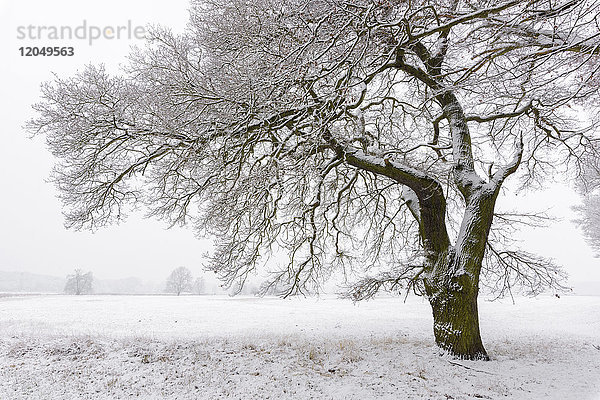 Schneebedeckter alter Eichenbaum  Hessen  Deutschland