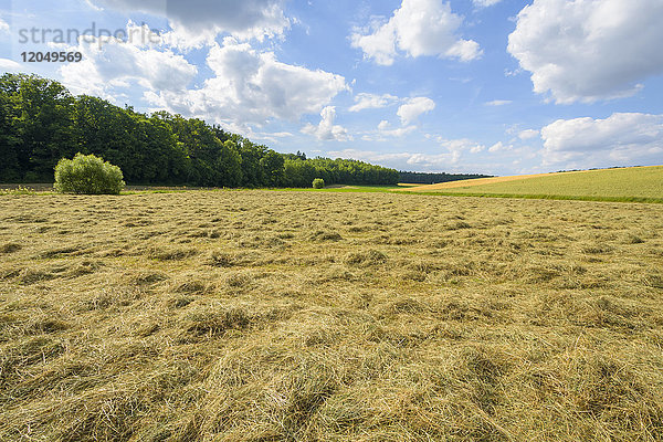 Landschaft mit gemähter Heuwiese im Sommer bei Güntersleben in Bayern  Deutschland