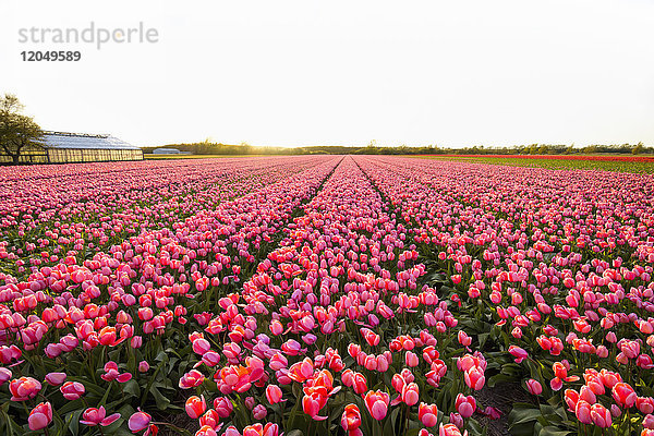 Blick über rosa Tulpenfelder bei Sonnenuntergang im Frühling  Ruigenhoek  Südholland  Niederlande