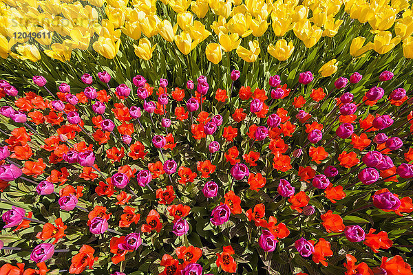 Ein Sortiment bunter Tulpen im Frühling in den Keukenhof-Gärten in Lisse  Südholland in den Niederlanden