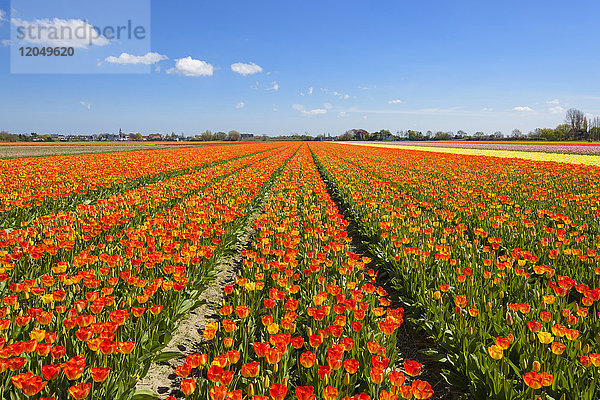 Blick über Tulpenfelder im Frühling  Hillegom  Südholland  Niederlande