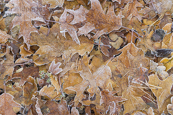 Nahaufnahme von Eichenblättern im Herbst  die mit Reif bedeckt sind  im Odenwald in Bayern  Deutschland