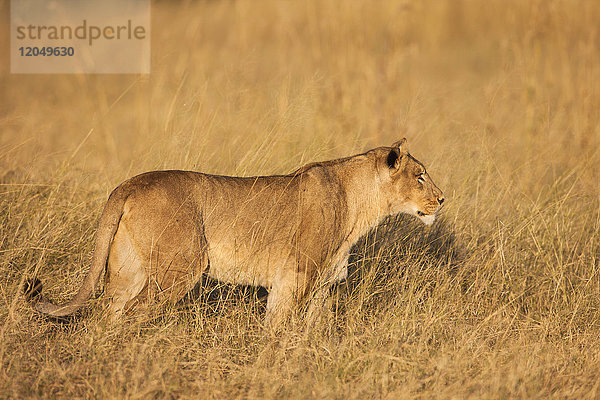 Afrikanische Löwin (Panthera leo) bei einem Spaziergang im Grasland des Okavango-Deltas in Botsuana  Afrika