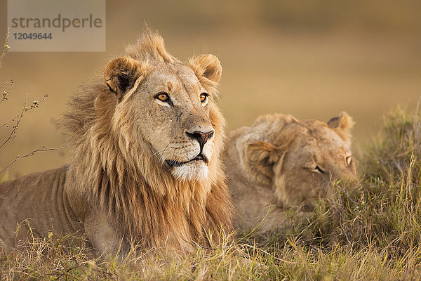 Afrikanischer Löwe und Löwin (Panthera leo) im Gras liegend im Okavango-Delta in Botswana  Afrika