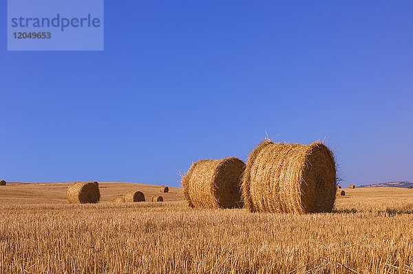 Heuballen in einem Getreidefeld in Val d'Orcia an einem sonnigen Tag in der Provinz Siena in der Toskana  Italien