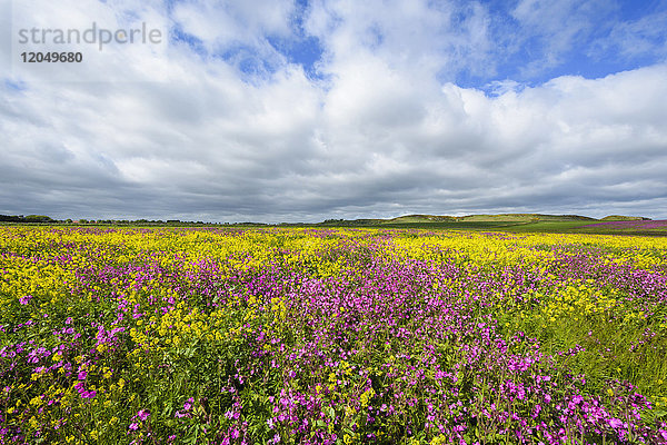 Feld mit blühenden rosa Blumen und Raps mit dramatischen Wolken am Himmel bei Bamburgh in Northumberland  England  Vereinigtes Königreich